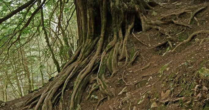 Ancient Yew Tree in a Mystical Forest &ndash; 1800-Year-Old Heritage