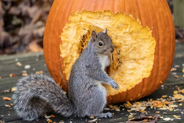 Schilderijen op glas Gray Squirrel with one hand in a pumpkin, eating seeds. © Lee