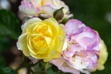 Flowering ‘Life of the Party’ Shrub Rose