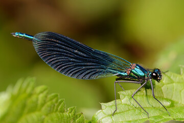 Male dragonfly beautiful demoiselle (Calopteryx virgo)