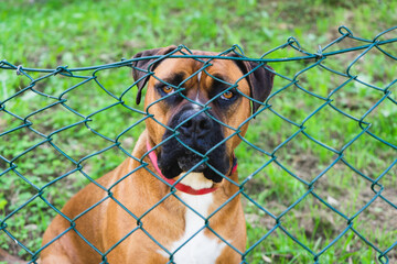 Retrato de perro marrón detrás de una verja