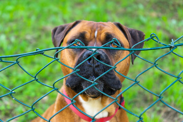 Retrato de perro marrón detrás de una verja