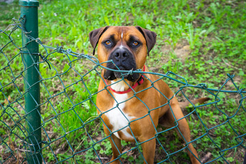 Retrato de perro marrón detrás de una verja
