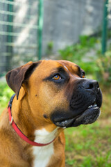 Retrato perro marrón de raza bóxer