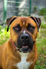 Retrato perro marrón de raza bóxer