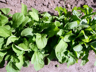 Radieschen aus dem eigenen Garten