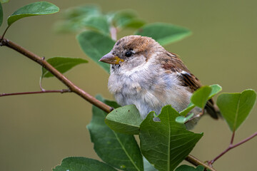 Perching House Sparrow (Passer domesticus)