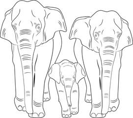 elephant family with baby elephant handmade line design vector