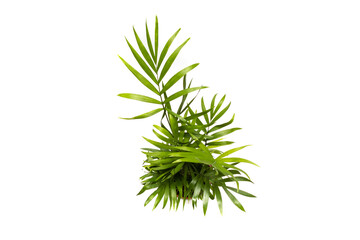 Areca palm top view, isolated on white background. Dypsis lutescens (golden fruit palm, areca palm, or bamboo palm) is a tropical species of palm native to Madagascar and used as an ornamental plant.