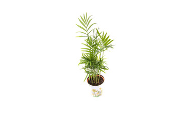 Areca palm in a pot, isolated on white background. Dypsis lutescens (golden fruit palm, areca palm, or bamboo palm) is a tropical species of palm native to Madagascar and used as an ornamental plant.