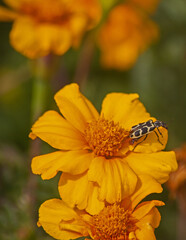African Marigold with Spotted Maize Beetle 9336