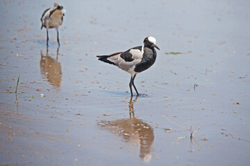Blacksmith Lapwing (Vanellus armatus) 15212