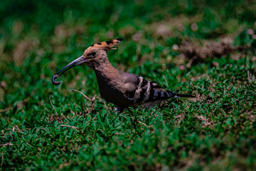 bird hoopoe on the grass	
