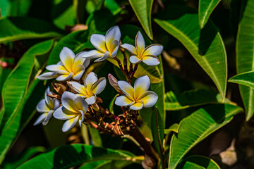 yellow and white flowers close up