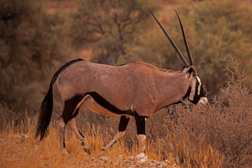 Lone Kalahari Oryx 5100