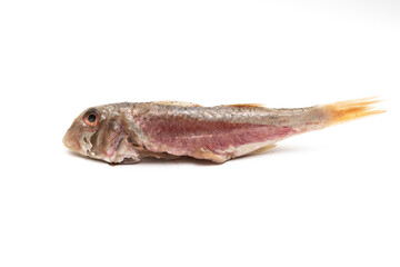 Raw and clean red mullet, isolated on white background. Mullus surmuletus is a bony fish, small in size, edible and highly appreciated. It is found throughout the Andalusian coast.