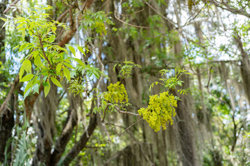 selva verde 