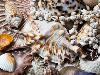 Collection of seashells of different types, with the big spider conch in the middle