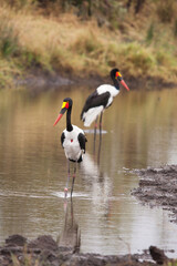 Saddle-billed Stork (Ephippiorhynchus senegalensis) 15040
