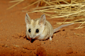 The fat-tailed dunnart (Sminthopsis crassicaudata) is a species of mouse-like marsupial of the...