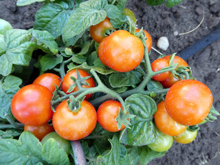 Tomatenpfanze mit Tomaten