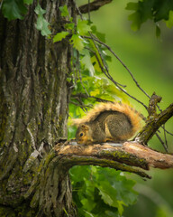 American Red Squirel with tail currled over