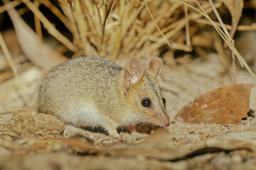 Red-cheeked dunnart