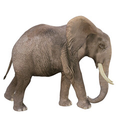  Elephant 3D Illustration