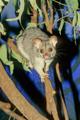 Common brushtail possum