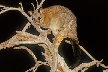 Common brushtail possum