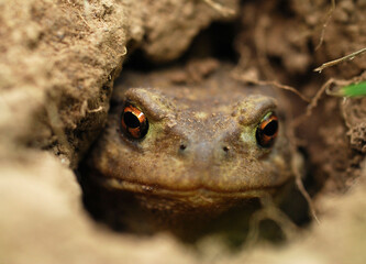 Gros plan crapaud trou