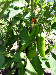 Spitzpaprika im eigenen Garten