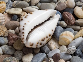 Sea shell, tiger cowrie, laid on a layer of colorful pebbles and small shells on the beach, view of the aperture side (ventral face)