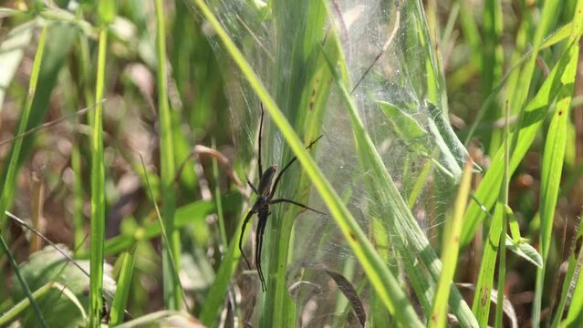 Large adult gray spider Pisaura mirabilis a female with long legs calmly sits on her web entwining green blades of grass in a meadow guarding the clutch inside