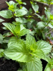 Pfefferminze (Mentha)