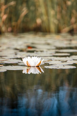 Lily pad on water.