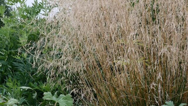  Meadow soddy , or Pike ( lat. Deschampsia cespitosa). Decorative cereals and grasses in landscape design 