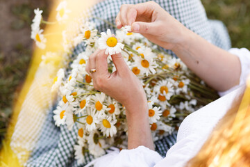 women's hands with a bouquet of daisies are guessing at one of the daisies