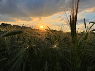 Getreidefeld in der Abendsonne