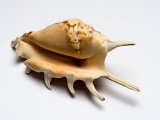 Obraz na płótnie Canvas Seashell - spider conch (Lambis lambis), isolated on white background, exotic sea shel with spikes, beige with a brown pattern