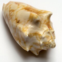 Marine mollusc shell, on the white background, close up