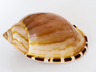 Marine mollusc shell, helmet type, on the white background, close up
