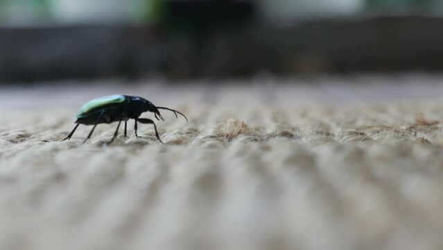 Mimela junii side view of the insect belonging to Scarab