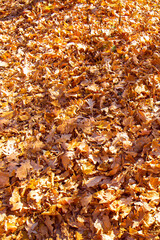 Red and orange autumn leaves background. Colorful fallen autumn leaves perfect for seasonal use