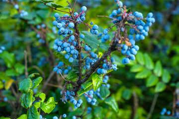 An ornamental bush with blue berries. Mahonia aquifolium, dogwood, barberry. Barberry Thunberg