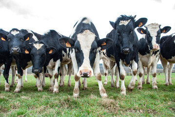 Troupeau de jeunes vaches de Prim Holstein fâchées, France