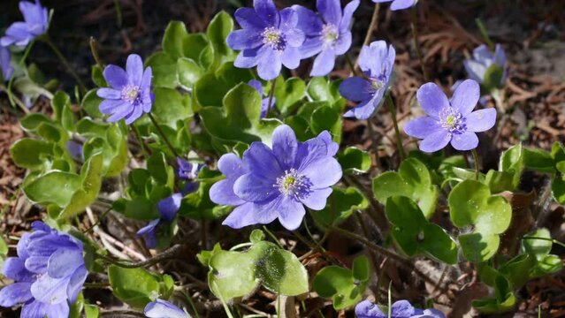 Noble liverwort , or common liverwort, lat.Hepatica nobilis in spring garden