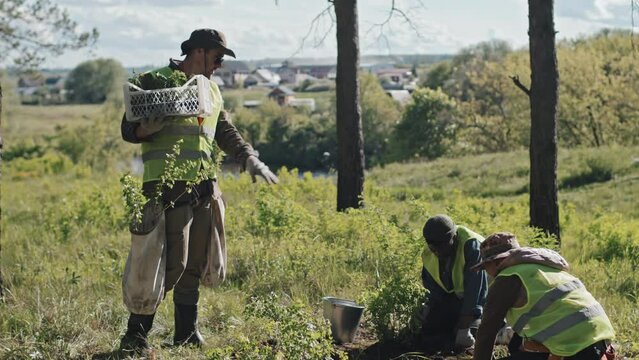 Side-view tracking of Caucasian workman bringing box of saplings to Asian and African American gardeners who planting in forest on sunny day