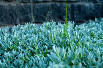 growth of Andromeda bagatoliskov. Andromeda bagatoliskova perennial plant