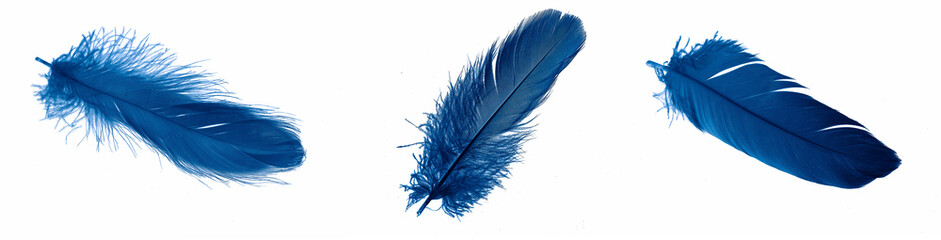 blue goose feathers on a white isolated background